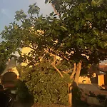 Damir 2838 * Lopar
